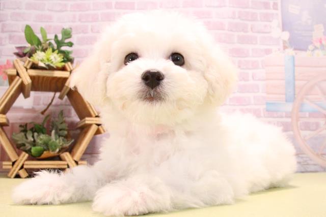 愛知県のビションフリーゼ (Coo&RIKU東海店/2025年10月14日生まれ/女の子/ホワイト)の子犬の3枚目の画像