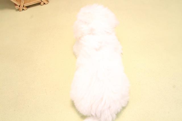 愛知県のビションフリーゼ (Coo&RIKU東海店/2025年10月14日生まれ/女の子/ホワイト)の子犬の4枚目の画像