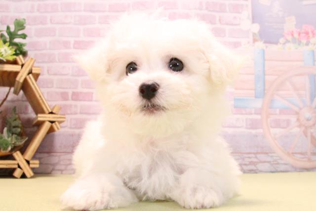 愛知県のビションフリーゼ (Coo&RIKU瀬港線守山店/2025年10月14日生まれ/女の子/ホワイト)の子犬の1枚目の画像