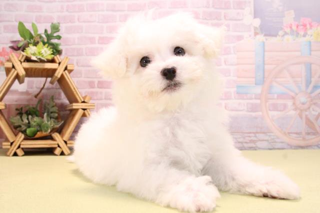 愛知県のビションフリーゼ (Coo&RIKU瀬港線守山店/2025年10月14日生まれ/女の子/ホワイト)の子犬の2枚目の画像