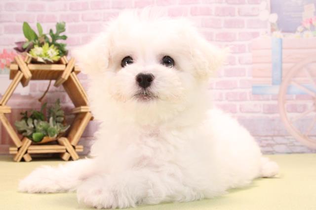 愛知県のビションフリーゼ (Coo&RIKU瀬港線守山店/2025年10月14日生まれ/女の子/ホワイト)の子犬の3枚目の画像