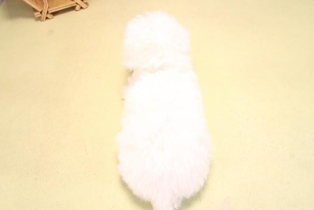 愛知県のビションフリーゼ (Coo&RIKU瀬港線守山店/2025年10月14日生まれ/女の子/ホワイト)の子犬の4枚目の画像