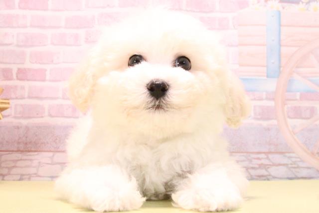 ビション・フリーゼ