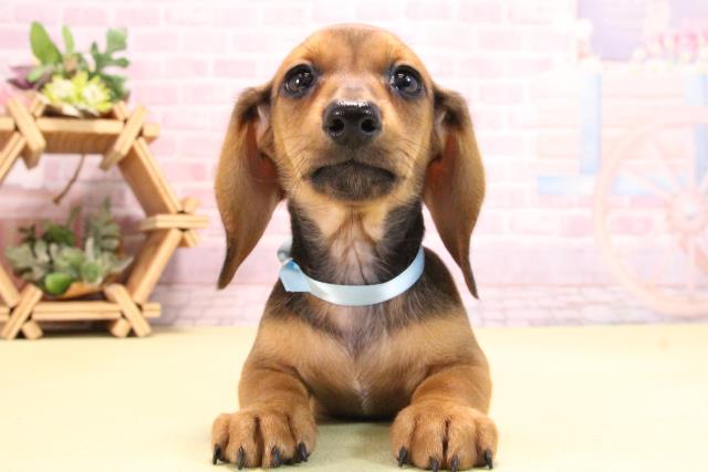 愛知県のミニチュアダックスフンド(スムース) (Coo&RIKU東海店/2025年10月15日生まれ/男の子/レッド)の子犬の1枚目の画像