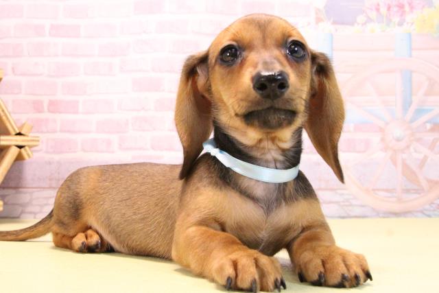 愛知県のミニチュアダックスフンド(スムース) (Coo&RIKU東海店/2025年10月15日生まれ/男の子/レッド)の子犬の2枚目の画像