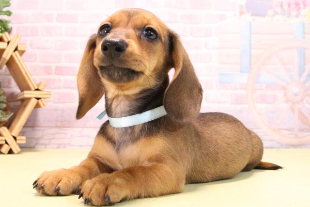 愛知県のミニチュアダックスフンド(スムース) (Coo&RIKU東海店/2025年10月15日生まれ/男の子/レッド)の子犬の3枚目の画像