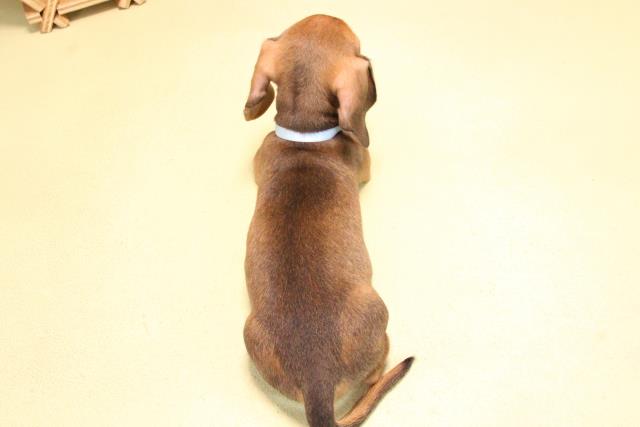 愛知県のミニチュアダックスフンド(スムース) (Coo&RIKU東海店/2025年10月15日生まれ/男の子/レッド)の子犬の4枚目の画像