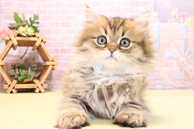 愛知県のペルシャ (Coo&RIKU名古屋滝ノ水店/2025年10月18日生まれ/男の子/チンチラゴールデン)の子猫の1枚目の画像