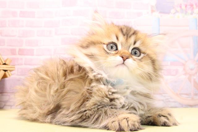愛知県のペルシャ (Coo&RIKU名古屋滝ノ水店/2025年10月18日生まれ/男の子/チンチラゴールデン)の子猫の2枚目の画像