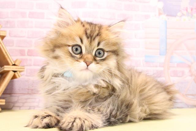 愛知県のペルシャ (Coo&RIKU名古屋滝ノ水店/2025年10月18日生まれ/男の子/チンチラゴールデン)の子猫の3枚目の画像