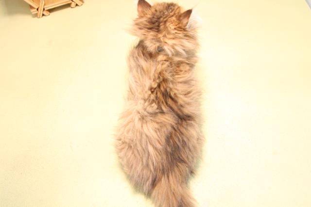 愛知県のペルシャ (Coo&RIKU名古屋滝ノ水店/2025年10月18日生まれ/男の子/チンチラゴールデン)の子猫の4枚目の画像