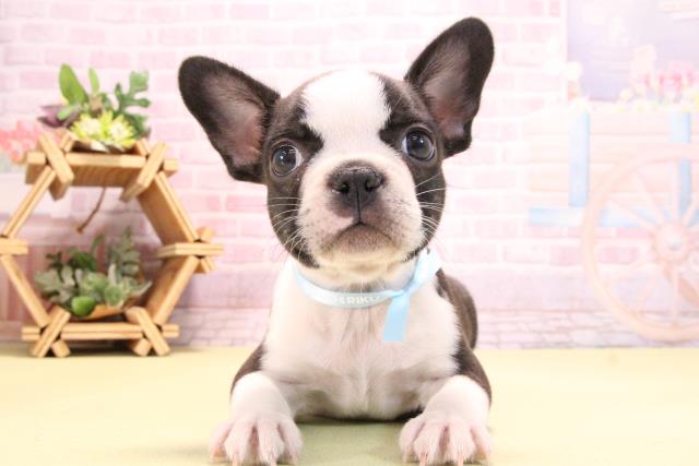 愛知県のハーフ犬・ミックス犬 (Coo&RIKU東海店/2025年10月14日生まれ/男の子/ボストンカラー)の子犬の1枚目の画像