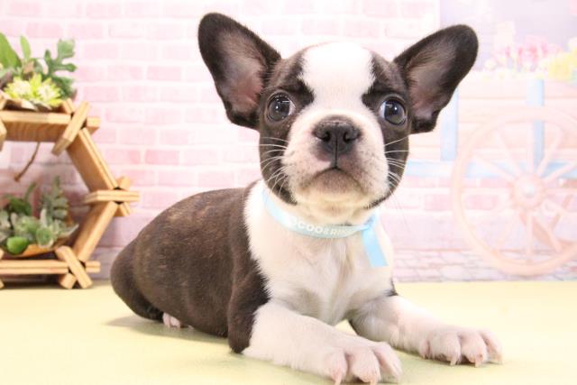 愛知県のハーフ犬・ミックス犬 (Coo&RIKU東海店/2025年10月14日生まれ/男の子/ボストンカラー)の子犬の2枚目の画像