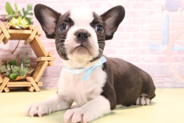 愛知県のハーフ犬・ミックス犬 (Coo&RIKU東海店/2025年10月14日生まれ/男の子/ボストンカラー)の子犬の3枚目の画像