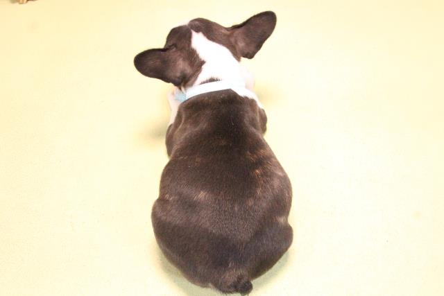 愛知県のハーフ犬・ミックス犬 (Coo&RIKU東海店/2025年10月14日生まれ/男の子/ボストンカラー)の子犬の4枚目の画像