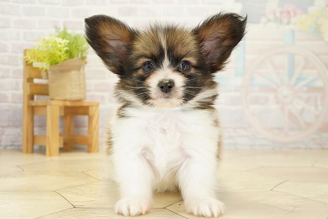 愛知県のパピヨン (Coo&RIKU半田店/2025年10月17日生まれ/男の子/ホワイトブラウン)の子犬の1枚目の画像