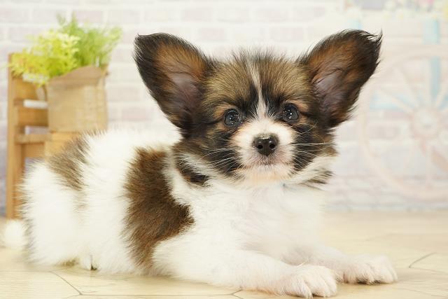 愛知県のパピヨン (Coo&RIKU半田店/2025年10月17日生まれ/男の子/ホワイトブラウン)の子犬の2枚目の画像