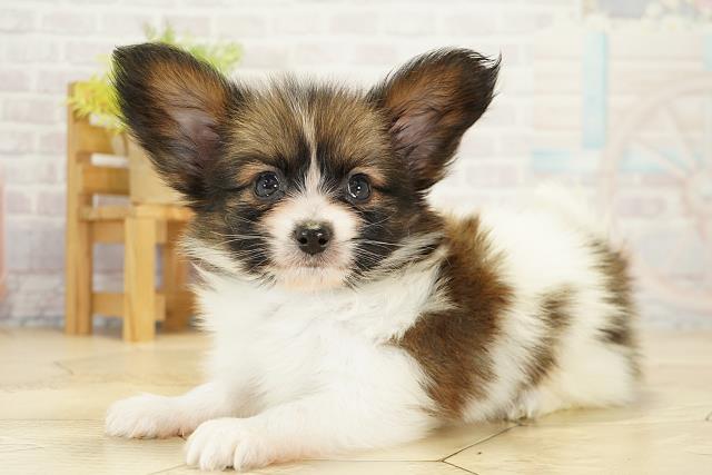 愛知県のパピヨン (Coo&RIKU半田店/2025年10月17日生まれ/男の子/ホワイトブラウン)の子犬の3枚目の画像