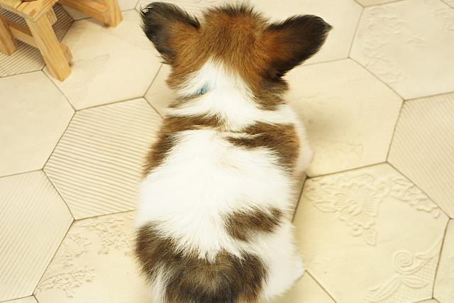 愛知県のパピヨン (Coo&RIKU半田店/2025年10月17日生まれ/男の子/ホワイトブラウン)の子犬の4枚目の画像