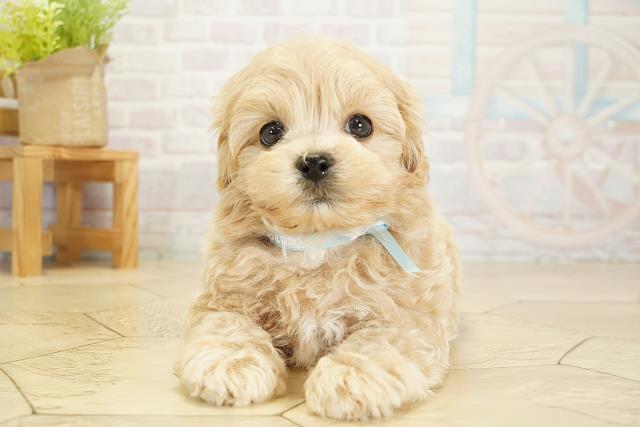 愛知県のマルプー(マルチーズ×プードル) (Coo&RIKU豊橋店/2025年10月17日生まれ/男の子/クリーム)の子犬の1枚目の画像