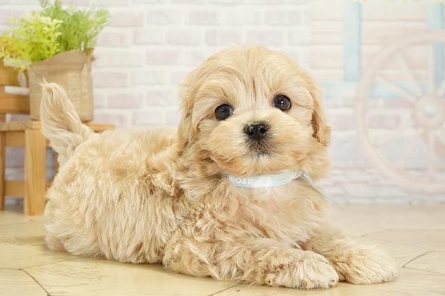 愛知県のマルプー(マルチーズ×プードル) (Coo&RIKU豊橋店/2025年10月17日生まれ/男の子/クリーム)の子犬の2枚目の画像