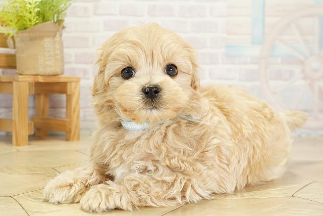 愛知県のマルプー(マルチーズ×プードル) (Coo&RIKU豊橋店/2025年10月17日生まれ/男の子/クリーム)の子犬の3枚目の画像