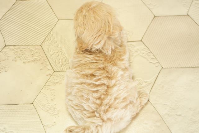 愛知県のマルプー(マルチーズ×プードル) (Coo&RIKU豊橋店/2025年10月17日生まれ/男の子/クリーム)の子犬の4枚目の画像