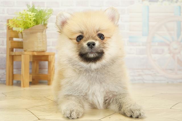 愛知県のポメラニアン (Coo&RIKU豊田店/2025年10月18日生まれ/女の子/クリームセーブル)の子犬の1枚目の画像