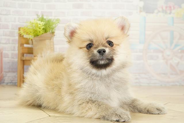 愛知県のポメラニアン (Coo&RIKU豊田店/2025年10月18日生まれ/女の子/クリームセーブル)の子犬の2枚目の画像