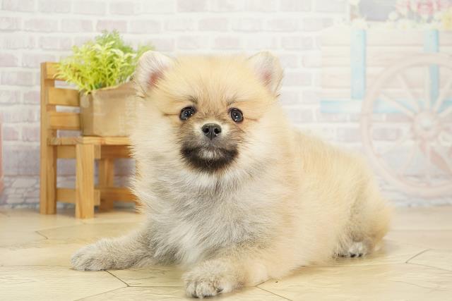 愛知県のポメラニアン (Coo&RIKU豊田店/2025年10月18日生まれ/女の子/クリームセーブル)の子犬の3枚目の画像