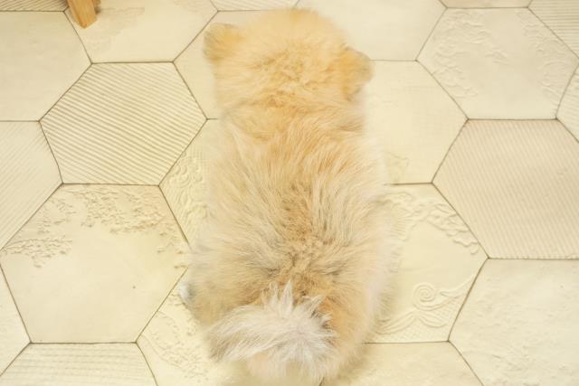 愛知県のポメラニアン (Coo&RIKU豊田店/2025年10月18日生まれ/女の子/クリームセーブル)の子犬の4枚目の画像