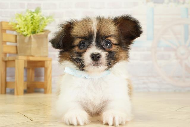 愛知県のパピヨン (Coo&RIKU名古屋滝ノ水店/2025年10月17日生まれ/男の子/ホワイトブラウン)の子犬の1枚目の画像