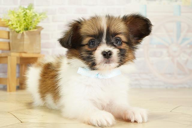 愛知県のパピヨン (Coo&RIKU名古屋滝ノ水店/2025年10月17日生まれ/男の子/ホワイトブラウン)の子犬の2枚目の画像