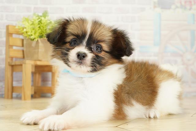 愛知県のパピヨン (Coo&RIKU名古屋滝ノ水店/2025年10月17日生まれ/男の子/ホワイトブラウン)の子犬の3枚目の画像