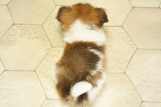 愛知県のパピヨン (Coo&RIKU名古屋滝ノ水店/2025年10月17日生まれ/男の子/ホワイトブラウン)の子犬の4枚目の画像