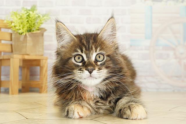 愛知県のメインクーン (Coo&RIKU豊橋店/2025年10月14日生まれ/女の子/ブラウンパッチドタビー)の子猫の1枚目の画像