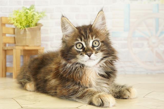 愛知県のメインクーン (Coo&RIKU豊橋店/2025年10月14日生まれ/女の子/ブラウンパッチドタビー)の子猫の2枚目の画像