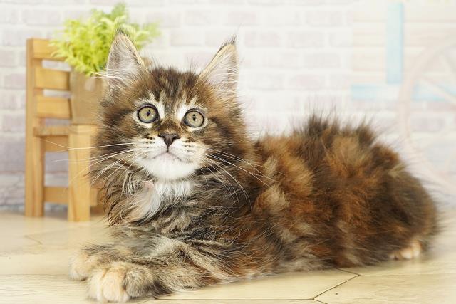 愛知県のメインクーン (Coo&RIKU豊橋店/2025年10月14日生まれ/女の子/ブラウンパッチドタビー)の子猫の3枚目の画像