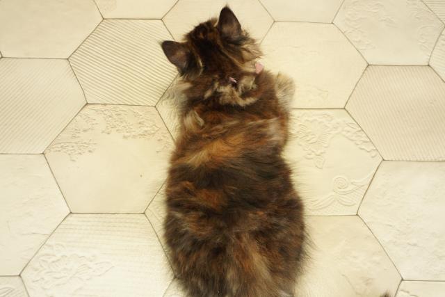 愛知県のメインクーン (Coo&RIKU豊橋店/2025年10月14日生まれ/女の子/ブラウンパッチドタビー)の子猫の4枚目の画像