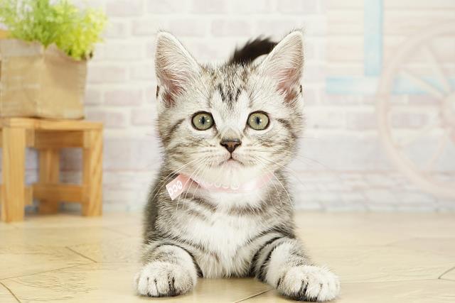 愛知県のアメリカンショートヘアー (Coo&RIKU岡崎店/2025年10月14日生まれ/女の子/シルバータビー)の子猫の1枚目の画像