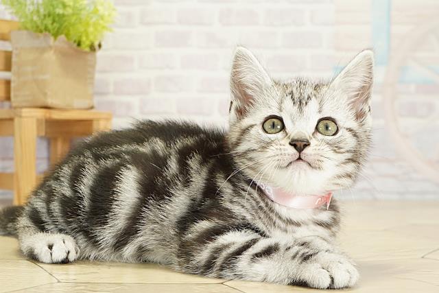 愛知県のアメリカンショートヘアー (Coo&RIKU岡崎店/2025年10月14日生まれ/女の子/シルバータビー)の子猫の2枚目の画像