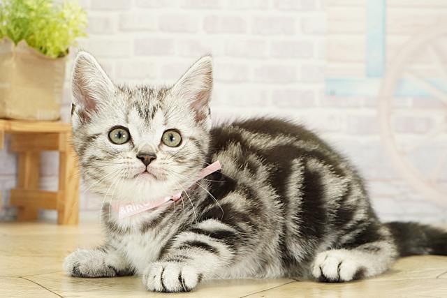 愛知県のアメリカンショートヘアー (Coo&RIKU岡崎店/2025年10月14日生まれ/女の子/シルバータビー)の子猫の3枚目の画像