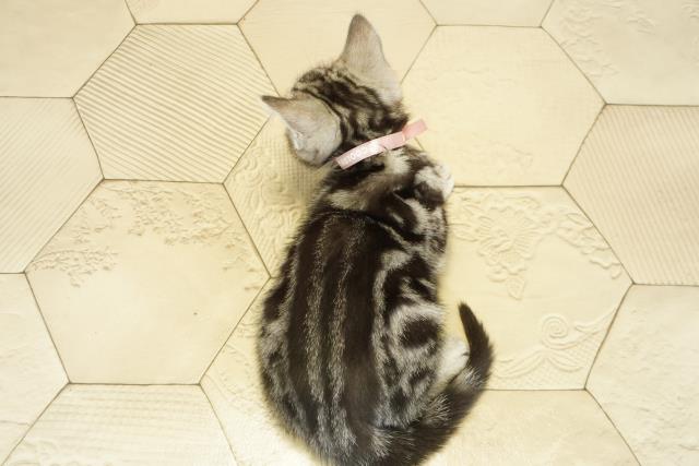 愛知県のアメリカンショートヘアー (Coo&RIKU岡崎店/2025年10月14日生まれ/女の子/シルバータビー)の子猫の4枚目の画像