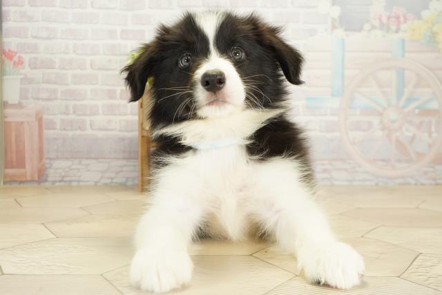 愛知県のボーダーコリー (Coo&RIKU豊橋店/2025年10月19日生まれ/男の子/ブラックホワイト)の子犬の1枚目の画像