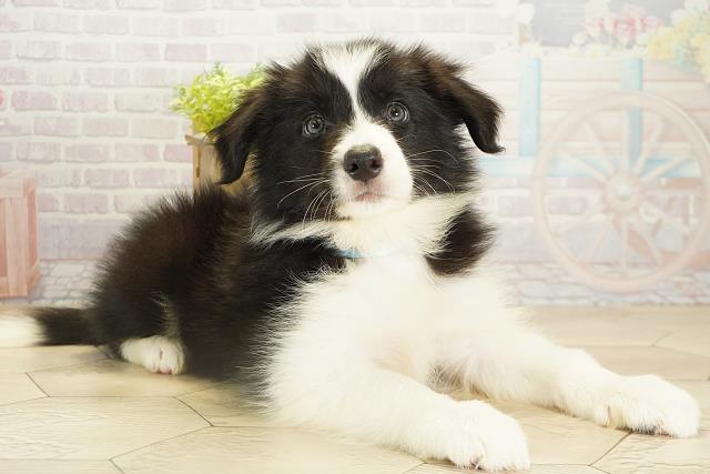 愛知県のボーダーコリー (Coo&RIKU豊橋店/2025年10月19日生まれ/男の子/ブラックホワイト)の子犬の2枚目の画像