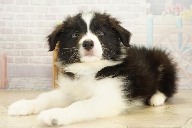 愛知県のボーダーコリー (Coo&RIKU豊橋店/2025年10月19日生まれ/男の子/ブラックホワイト)の子犬の3枚目の画像