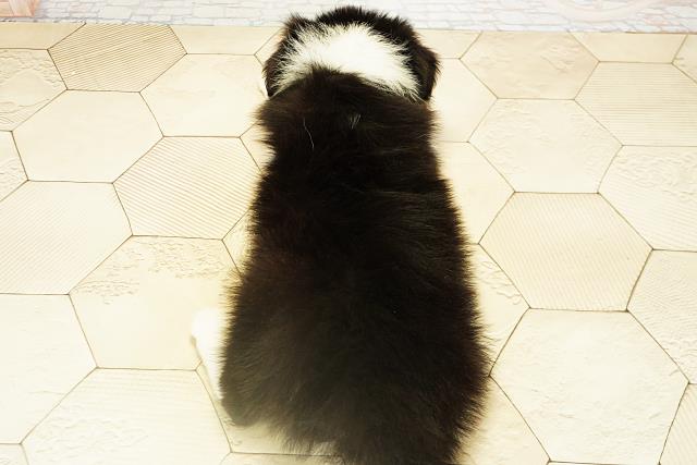 愛知県のボーダーコリー (Coo&RIKU豊橋店/2025年10月19日生まれ/男の子/ブラックホワイト)の子犬の4枚目の画像