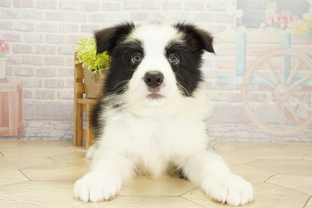 愛知県のボーダーコリー (Coo&RIKU瀬港線守山店/2025年10月19日生まれ/男の子/ブラックホワイト)の子犬の1枚目の画像