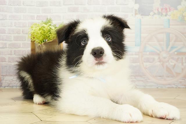 愛知県のボーダーコリー (Coo&RIKU瀬港線守山店/2025年10月19日生まれ/男の子/ブラックホワイト)の子犬の2枚目の画像