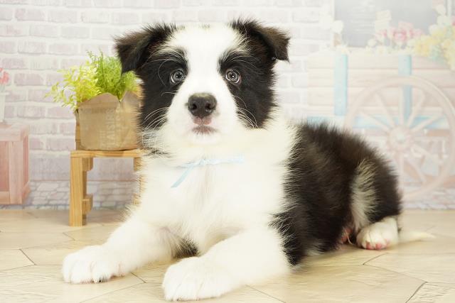 愛知県のボーダーコリー (Coo&RIKU瀬港線守山店/2025年10月19日生まれ/男の子/ブラックホワイト)の子犬の3枚目の画像